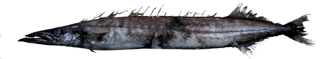 Nesiarchus nasutus_03.jpg